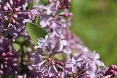 Parkta leylak çiçekleri