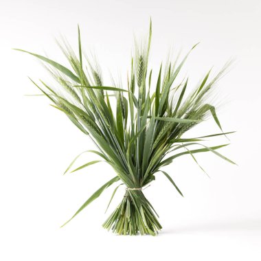 Buğday kulakları, temiz beyaz bir arkaplanda, altın taneli dokuyu, hasat sembolizmini ve tarımsal tahıl ürünleri kavramını vurgulayarak bir araya getirildi.