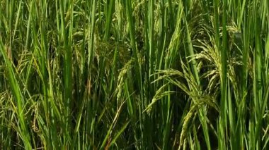 Asya 'daki yeşil pirinç tarlalarının güzel manzarası. Tarım ürünleri hasat ediyorlar. Arka planda günbatımı gökyüzü var.