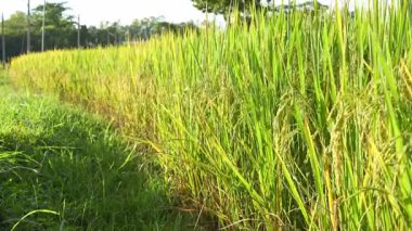 Asya 'daki yeşil pirinç tarlalarının güzel manzarası. Tarım ürünleri hasat ediyorlar. Arka planda günbatımı gökyüzü var.