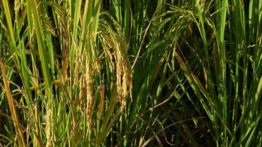 Asya 'daki yeşil pirinç tarlalarının güzel manzarası. Tarım ürünleri hasat ediyorlar. Arka planda günbatımı gökyüzü var.