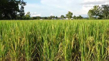 Asya 'daki yeşil pirinç tarlalarının güzel manzarası. Tarım ürünleri hasat ediyorlar. Arka planda günbatımı gökyüzü var.