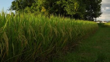 Asya 'daki yeşil pirinç tarlalarının güzel manzarası. Tarım ürünleri hasat ediyorlar. Arka planda günbatımı gökyüzü var.