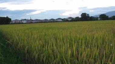 Asya 'daki yeşil pirinç tarlalarının güzel manzarası. Tarım ürünleri hasat ediyorlar. Arka planda günbatımı gökyüzü var.