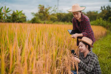 İki Asyalı toprak bilimci pirinç tarlalarındaki tabletleri kullanarak akıllı tarım ve modern tarım teknolojilerini gösteren araştırmalar yapıyor..
