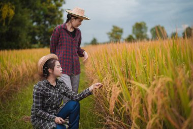 İki Asyalı toprak bilimci pirinç tarlalarındaki tabletleri kullanarak akıllı tarım ve modern tarım teknolojilerini gösteren araştırmalar yapıyor..