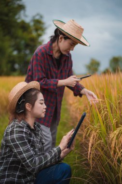 İki Asyalı toprak bilimci pirinç tarlalarındaki tabletleri kullanarak akıllı tarım ve modern tarım teknolojilerini gösteren araştırmalar yapıyor..