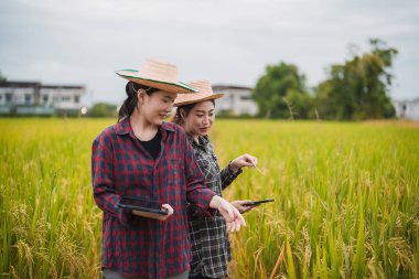 İki Asyalı toprak bilimci pirinç tarlalarındaki tabletleri kullanarak akıllı tarım ve modern tarım teknolojilerini gösteren araştırmalar yapıyor..