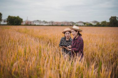 İki Asyalı toprak bilimci pirinç tarlalarındaki tabletleri kullanarak akıllı tarım ve modern tarım teknolojilerini gösteren araştırmalar yapıyor..