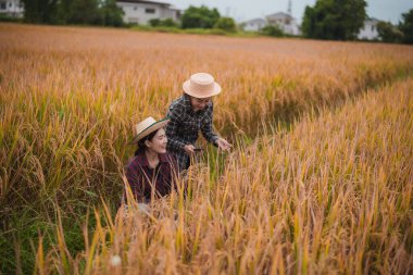 İki Asyalı toprak bilimci pirinç tarlalarındaki tabletleri kullanarak akıllı tarım ve modern tarım teknolojilerini gösteren araştırmalar yapıyor..