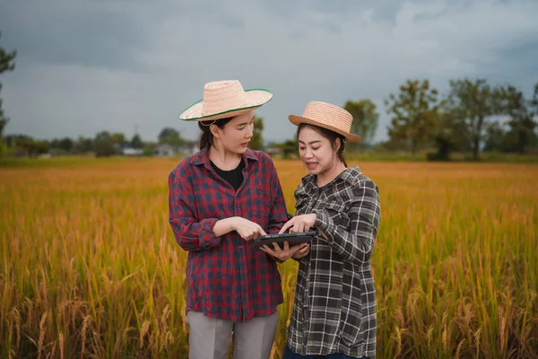 İki Asyalı toprak bilimci pirinç tarlalarındaki tabletleri kullanarak akıllı tarım ve modern tarım teknolojilerini gösteren araştırmalar yapıyor..