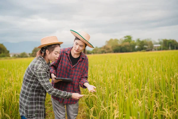 İki Asyalı toprak bilimci pirinç tarlalarındaki tabletleri kullanarak akıllı tarım ve modern tarım teknolojilerini gösteren araştırmalar yapıyor..