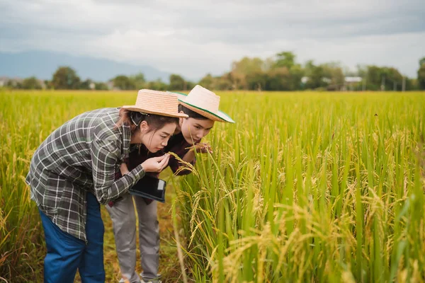 İki Asyalı toprak bilimci pirinç tarlalarındaki tabletleri kullanarak akıllı tarım ve modern tarım teknolojilerini gösteren araştırmalar yapıyor..