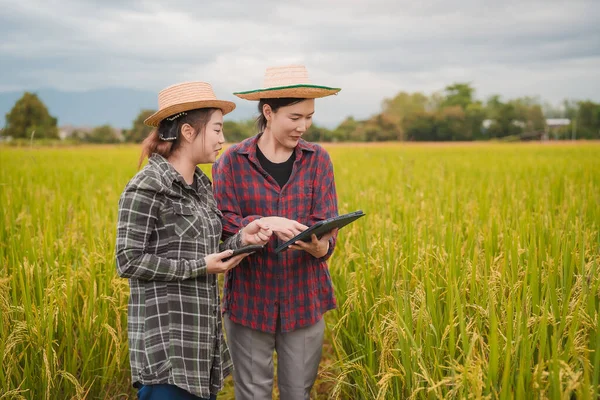 İki Asyalı toprak bilimci pirinç tarlalarındaki tabletleri kullanarak akıllı tarım ve modern tarım teknolojilerini gösteren araştırmalar yapıyor..