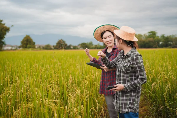 İki Asyalı toprak bilimci pirinç tarlalarındaki tabletleri kullanarak akıllı tarım ve modern tarım teknolojilerini gösteren araştırmalar yapıyor..