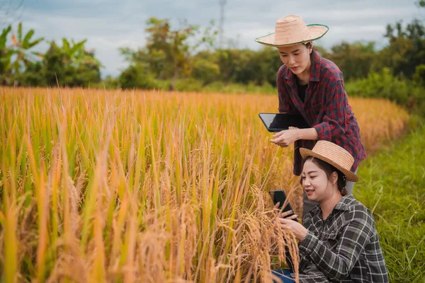 İki Asyalı toprak bilimci pirinç tarlalarındaki tabletleri kullanarak akıllı tarım ve modern tarım teknolojilerini gösteren araştırmalar yapıyor..
