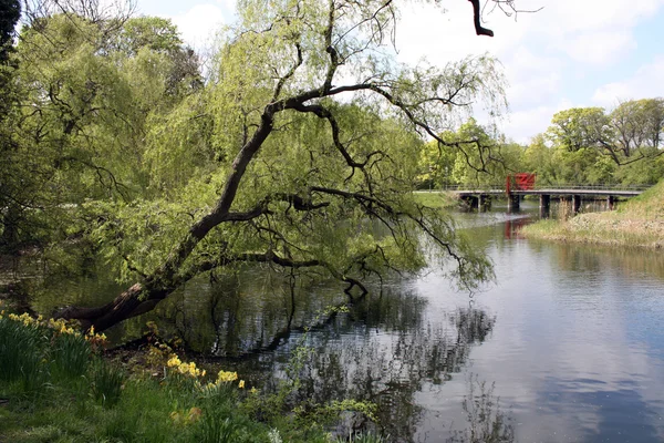 Bord du lac arbres Copenhague — Photo