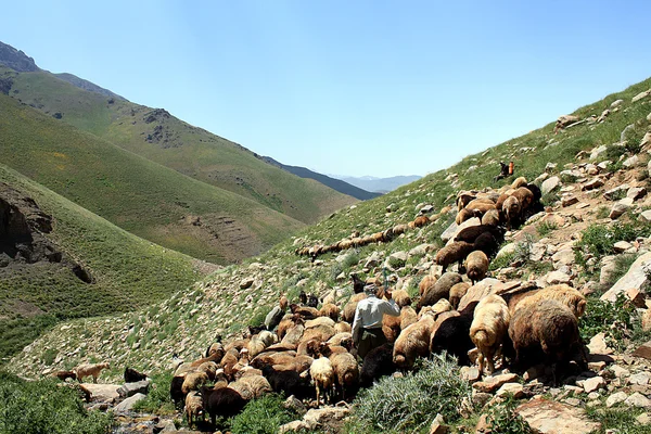 Taleghan 산에서 양 떼 — 스톡 사진