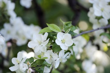 bir elma ağacında çiçekler