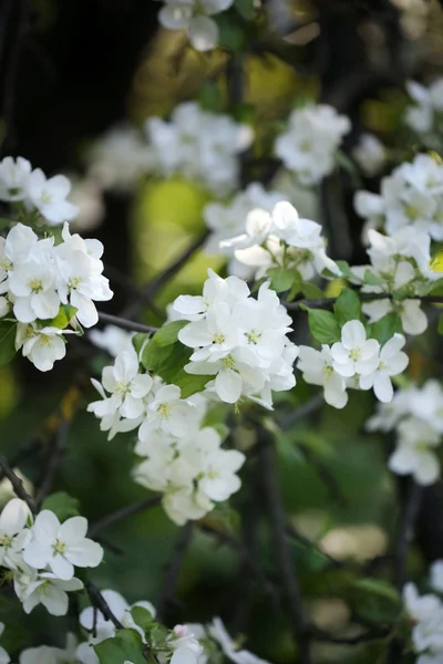 Blumen in einem Apfelbaum — Stockfoto