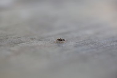 siyah Bahçe karınca