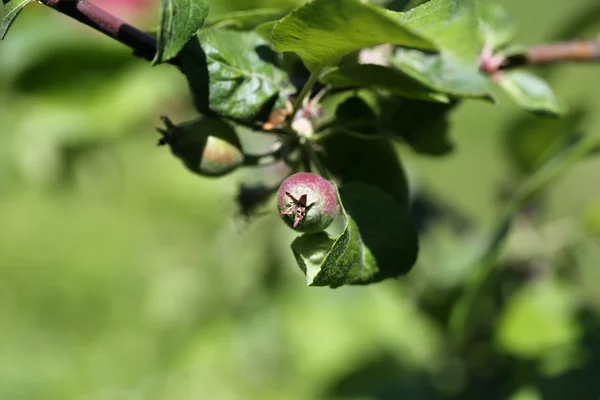 De appelboom — Stockfoto