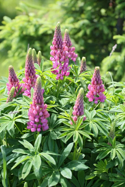 The purple lupins Royalty Free Stock Photos
