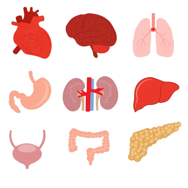 Conjunto de anatomia de órgãos humanos — Vetor de Stock