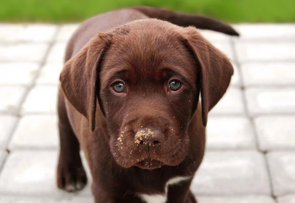 Brown labrador puppy in garden — Stock Photo, Image