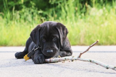 Ahşap sopa ile oynayan Siyah labrador köpek yavrusu