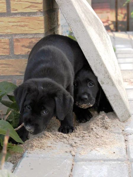 Два щенка играют в саду — стоковое фото