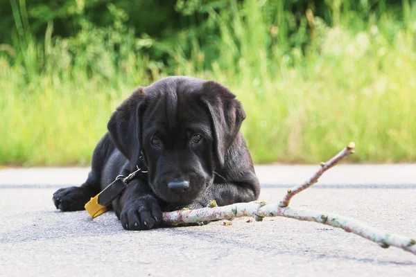 Чёрный щенок лабрадор играет с деревянной палкой — стоковое фото