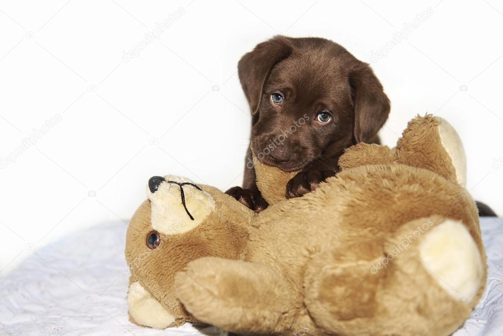 teddy labrador