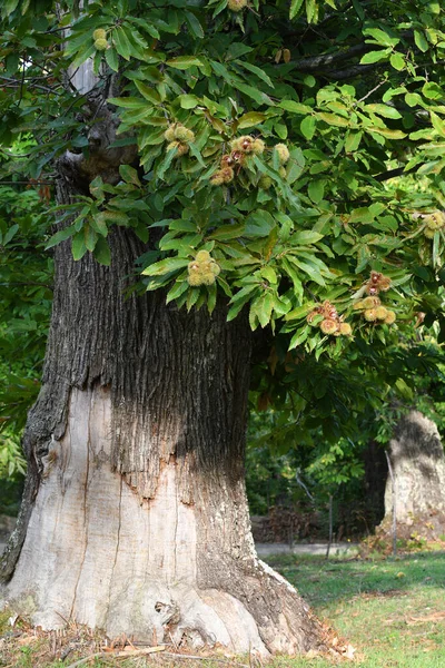 Schöne Kastanienbäume Einem Wald Der Toskana — Stockfoto