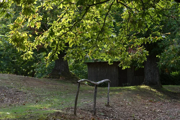 Vacker Kastanjeskog Solnedgången Ljus Toscana Italien — Stockfoto