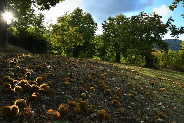 Outono Floresta Castanha Nas Montanhas Toscana Ouriços Castanhas Caem Chão — Fotografia de Stock