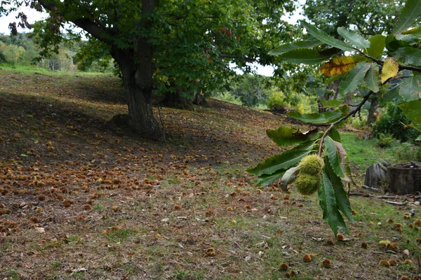 Ouriços Verdes Ramo Castanheiro — Fotografia de Stock