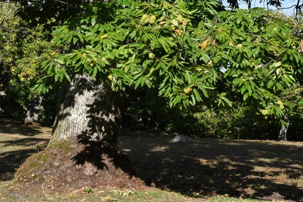 Belas Castanheiras Uma Floresta Toscana Itália — Fotografia de Stock