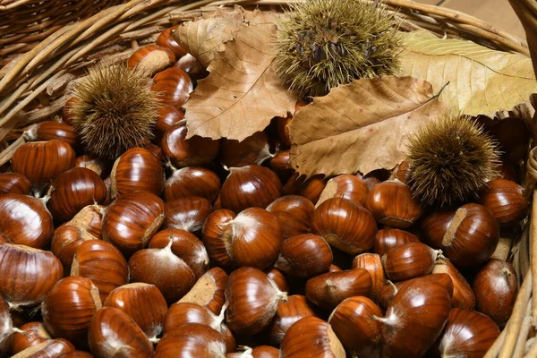 Castagne Appena Raccolte Cesto Vimini Con Foglie Riccioli — Foto Stock