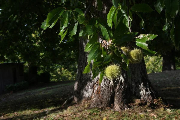 栗子枝上的绿色刺猬 — 图库照片