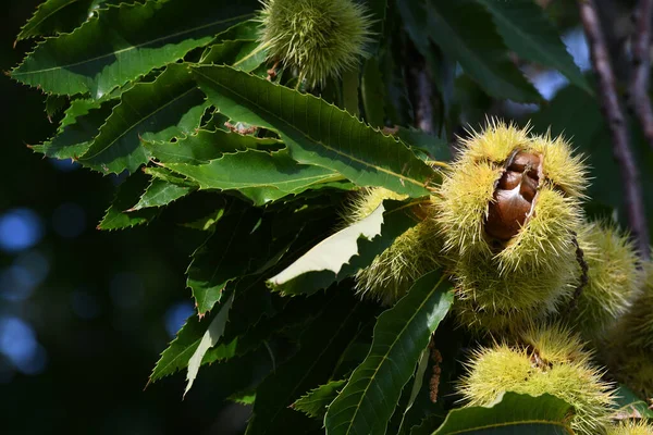 Ouriço Aberto Com Castanhas Penduradas Uma Árvore Uma Floresta Toscana — Fotografia de Stock