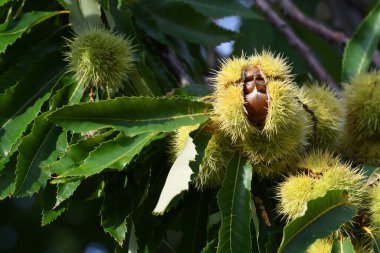 İçinde kestaneler olan açık kirpi Tuscany, İtalya 'da bir ormanda bir ağaçta asılı..