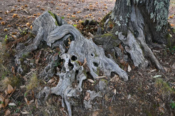 Detalj Stammen Kastanjeträd Skog — Stockfoto