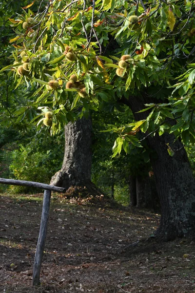 Vackra Kastanjeträd Skog Toscana Strax Före Kastanjernas Skörd Italien — Stockfoto