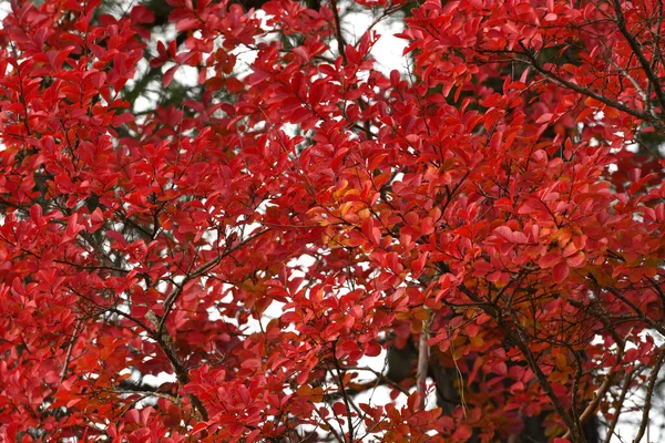 Rote Blätter Baum Während Der Herbstsaison — Stockfoto