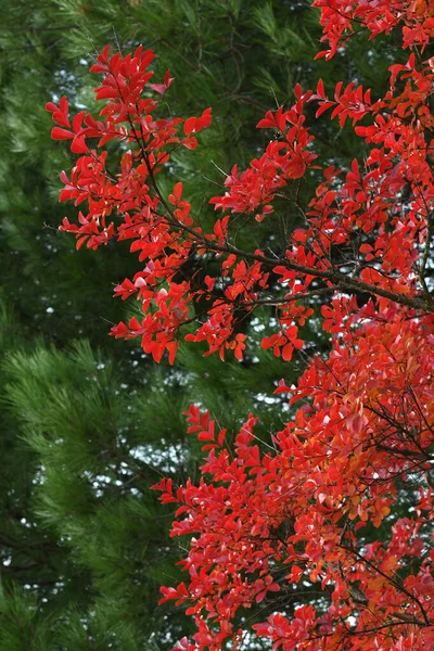 Κόκκινα Φύλλα Στο Δέντρο Κατά Διάρκεια Της Φθινοπωρινής Περιόδου — Φωτογραφία Αρχείου