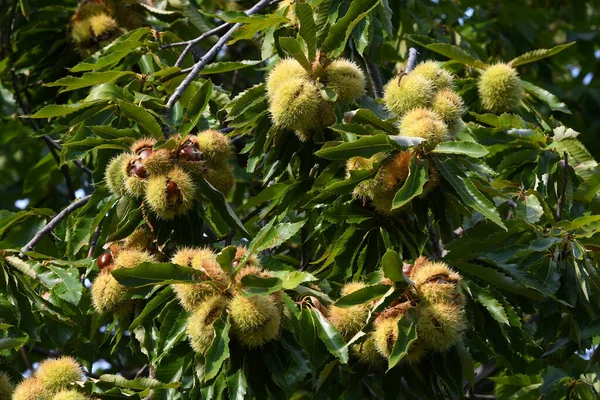 Ouriço Aberto Com Castanhas Penduradas Uma Árvore Uma Floresta Toscana — Fotografia de Stock