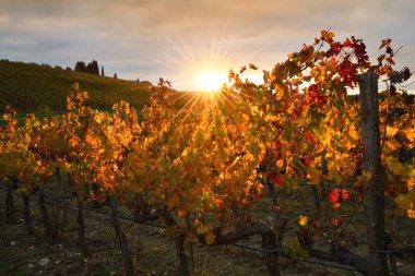 Sonbahar mevsimi, güneş ışınları gün batımında Chianti bölgesindeki üzüm bağlarının renkli yapraklarından geçer. Floransa yakınlarındaki Chianti Classico bölgesi, Toskana. İtalya.