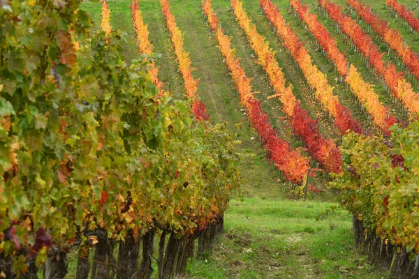 Righe Variopinte Vigneti Durante Stagione Autunnale Nel Chianti Classico Vicino — Foto Stock