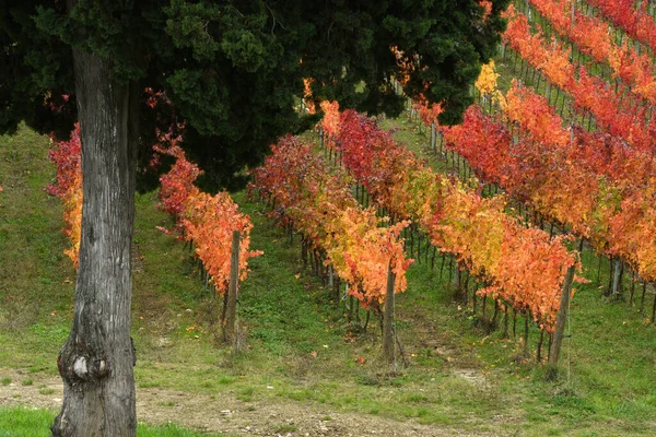 Ciprés Coloridas Hileras Viñedos Temporada Otoño Las Colinas Zona Chianti —  Fotos de Stock